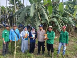 PEMERINTAH DESA PANDAN LAGAN BERSAMA KAPOLSEK GERAGAI,PPL,BPD,DAN WARGA MELAKUKAN PENANAMAN JAGUNG KETAHANAN PANGAN.