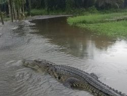 Waspada Teror Buaya Pasca Banjir, Kades Trimulyo Minta Orang Tua Perketat Pengawasan Anak.